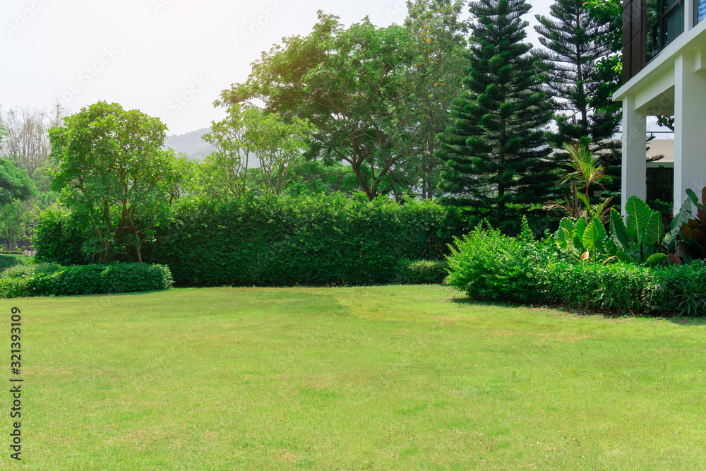 Poster fresh green grass smooth lawn as a carpet with curve form of bush, trees on the background, good mai