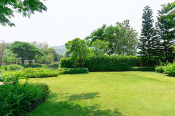Fresh green grass smooth lawn as a carpet with curve form of bush, trees on the background, good...