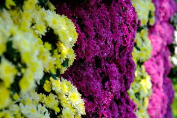 purple flowers in the garden