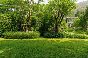 Fresh green grass smooth lawn as a carpet with curve form of bush, trees on the background, good maintenance lanscapes in a garden under morning sunlight