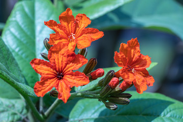 Selective focus closeup Cordia sebestena flower in a garden.Blurred orange flower.