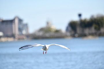 Fototapeta premium ゆりかもめ
