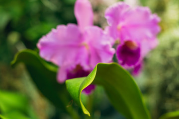 Fototapeta na wymiar Beautiful blooming pink cattleya orchid flower