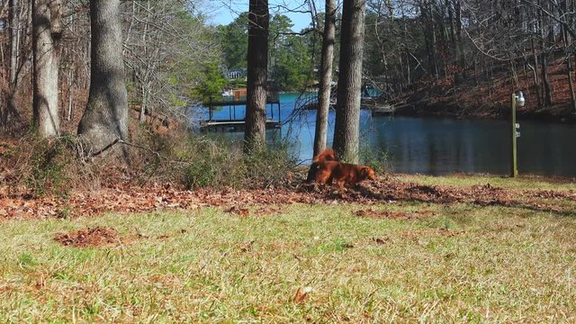 Red and Layla playing by Lake Lanier early Morning