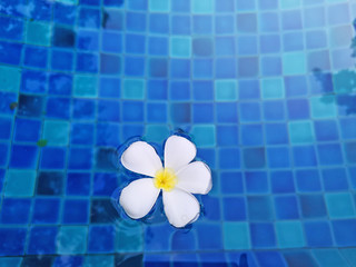 White petals of fragrant Plumeria flower plant on waving vivid turquoise blue water in the swimming...