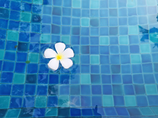 White petals of fragrant Plumeria flower plant on waving vivid turquoise blue water in the swimming pool above blue color tiles with soft light of reflection of the sunshine