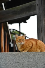 寺の境内を歩くトラ猫です