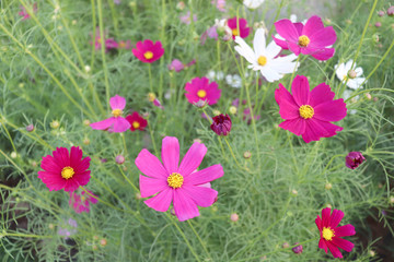 Bright flowers in the garden in the evening.