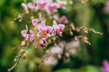 Beautiful blooming pink phalaenopsis orchid flowers