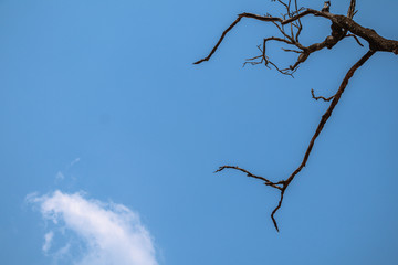 Dry tree with in blue sky and white cloud.