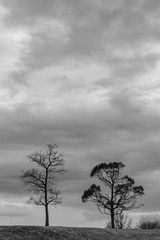 野原に立つ樹木