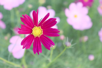 Obraz premium Bright flowers in the garden in the evening.