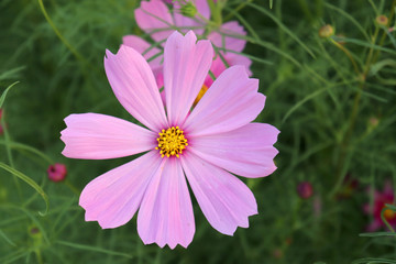 Bright flowers in the garden in the evening.