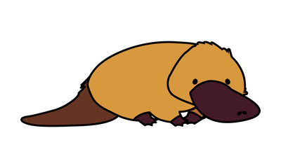 cute australian platypus on white background