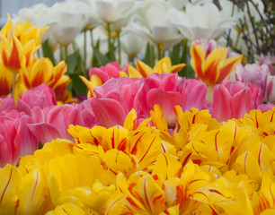 Spring flowers are the best gift for your loved ones