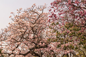 Selective focus beautiful Tabebuia Rosea flower blooming in a garden.Also called Pink Poui,Pink Tecoma and Rosy Trumpet tree.