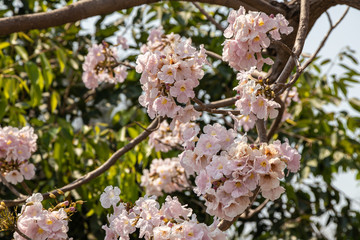 Selective focus beautiful Tabebuia Rosea flower blooming in a garden.Also called Pink Poui,Pink Tecoma and Rosy Trumpet tree.