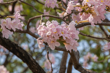 Selective focus beautiful Tabebuia Rosea flower blooming in a garden.Also called Pink Poui,Pink Tecoma and Rosy Trumpet tree.Close up blooming sweet flower.