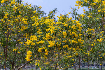 Blossoms of Yellow elder flower in a garden.Common names include Yellow Trumpetbush,Yellow bells,ginger-thomas(Tecoma stans).Selective focus beautiful yellow flower.