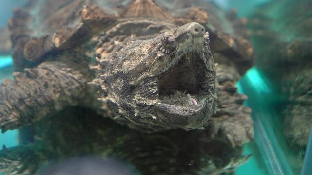 Alligator Snapping Turtle in a fish tank in a museum. Slowmotion shot