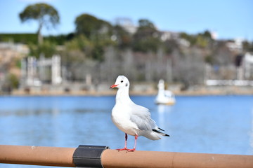 千波湖のゆりかもめ