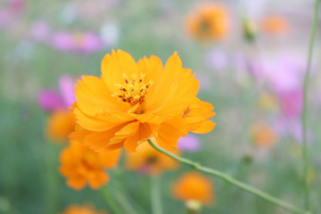 Bright flowers in the garden in the evening.