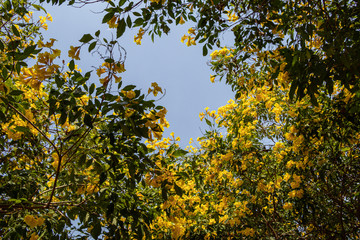 Blossoms of Yellow elder flower in a garden.Common names include Yellow Trumpetbush,Yellow bells,ginger-thomas(Tecoma stans).Selective focus beautiful yellow flower.