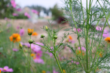 Bright flowers in the garden in the evening.