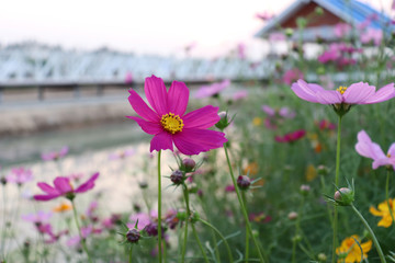 Obraz premium Bright flowers in the garden in the evening.