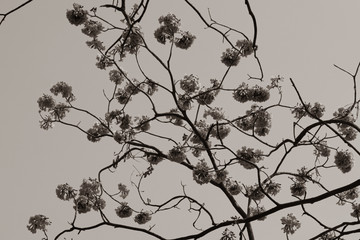 Selective focus beautiful Tabebuia Rosea flower blooming in a garden.Also called Pink Poui,Pink Tecoma and Rosy Trumpet tree.