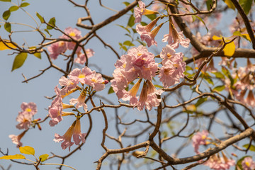 Selective focus beautiful Tabebuia Rosea flower blooming in a garden.Also called Pink Poui,Pink Tecoma and Rosy Trumpet tree.
