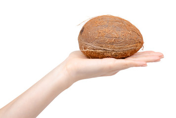 Fresh raw coconut, whole drupe. Isolated on white.