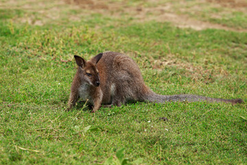 Kangaroo in the meadow