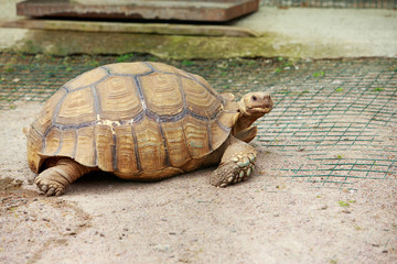 Big turtle in the meadow