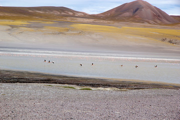 Laguna Grande in the Catamarca Province at Puna de Atacama, Argentina
