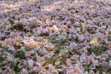 Selective focus beautiful Tabebuia Rosea falling on ground. Pink Tecoma or Rosy Trumpet tree flower background.