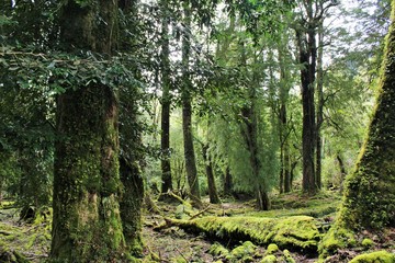 path in the forest