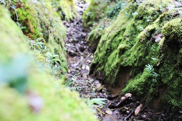 green moss on a tree