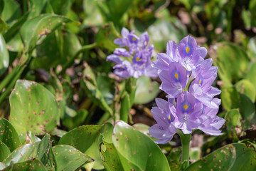 Selective focus purple Water hyacinth flower in green background.(Eichhornia crassipes)
