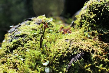 moss on tree