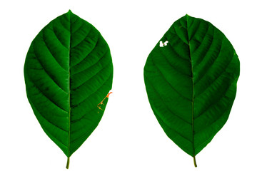 Leaves in the garden on white background. Debris after being eaten by worms. The furrows on the...
