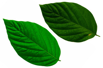 Leaves in the garden on white background. Debris after being eaten by worms. The furrows on the leaves occur naturally.