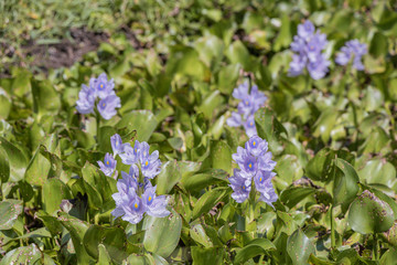 Obraz premium Selective focus purple Water hyacinth flower in green background.(Eichhornia crassipes)