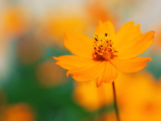Close-up photo of yellow cosmos with beautiful bokeh background