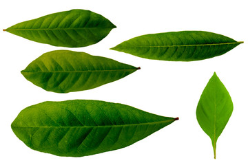 Obraz premium Leaves in the garden on white background. Debris after being eaten by worms. The furrows on the leaves occur naturally.