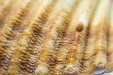 Close-up of seashells of marine ocean clams. Macro photo