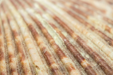 Close-up of seashells of marine ocean clams. Macro photo