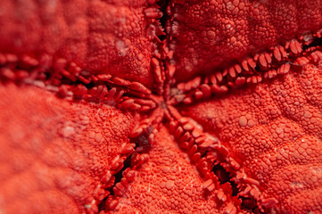 Red starfish crustacean close-up. Macro photo