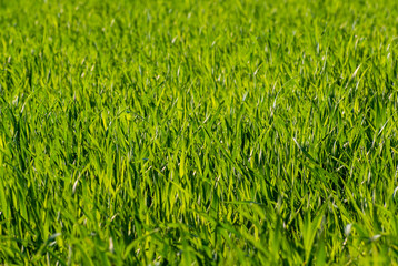 Agricultural industry. The germination of wheat.