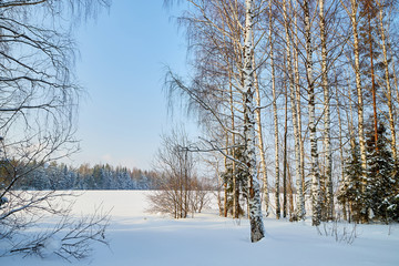 Winter landscape with forest and field in a sunny day